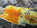 Profile Picture of Ceriporiaon Wikipedia