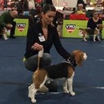 Profile Picture of Beagle Zucht Werder (Berlin🇩🇪) (@beaglekennel) on Instagram