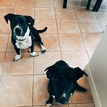 Profile Picture of Norman & Lacey The Rescues (@normanandlacey) on Instagram