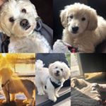 Profile Picture of Harley and Cora (@harley__and__cora) on Instagram