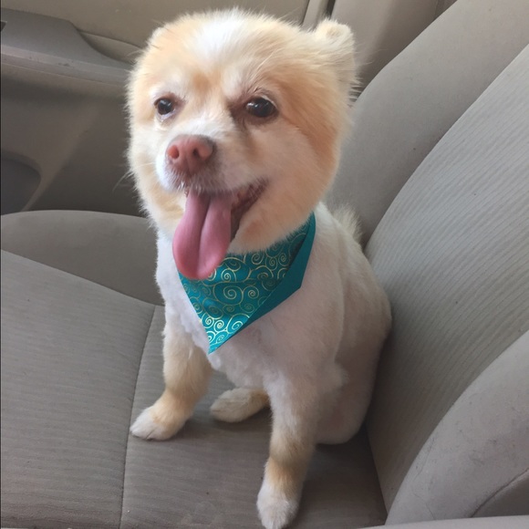 Profile Picture of Ashly Lopez (@xoashxo_) on Poshmark