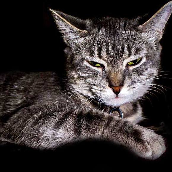 Profile Picture of Amanda Ray (@raygirl1234) on Poshmark