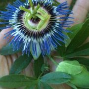 Profile Picture of Erin Schneider (@eschneider04) on Pinterest