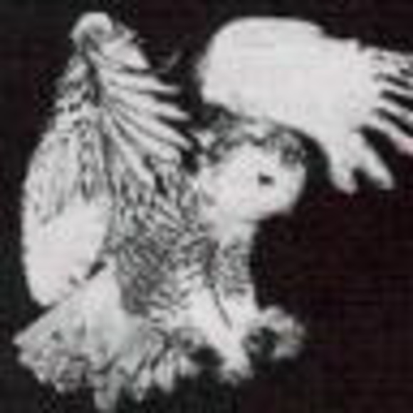 Profile Picture of Timmi Meskers (@timmi1969) on Poshmark