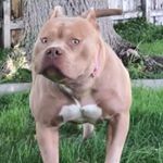 Profile Picture of Backyardbullies (@chad_connn) on Instagram