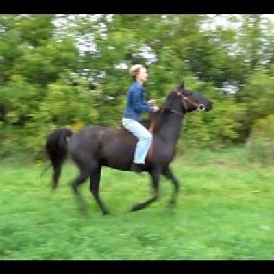 Profile Picture of Debi Knight (@elfwillow) on Twitter