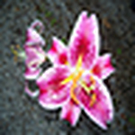 Profile Picture of Bianca Garcia (@Bianca of Navigator Staff) on Flickr