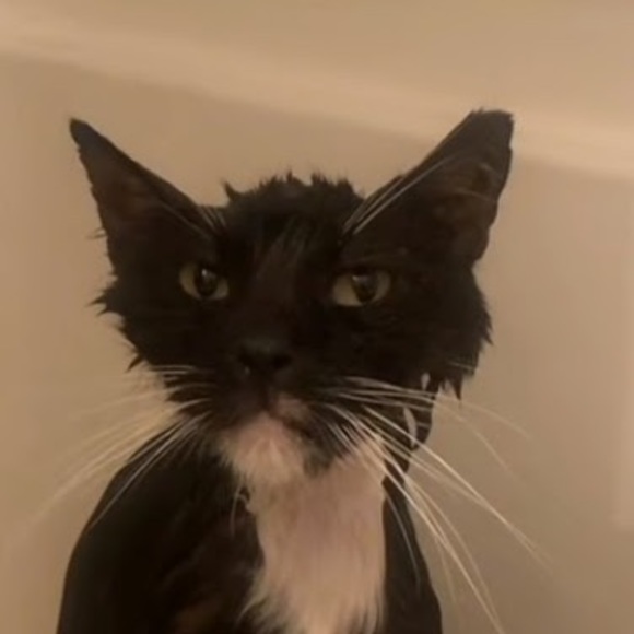 Profile Picture of Cristian Saenz (@chriscookin_) on Poshmark