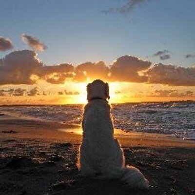 Profile Picture of Joe Kaniecki (@joekaniecki1) on Twitter