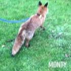 Profile Picture of   Monty Fox and Friends... (@monty_foxandfriends) on Tiktok