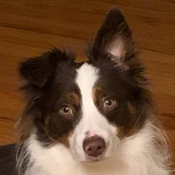 Profile Picture of Monica Kerchinsky (@jmkerchinsky) on Poshmark