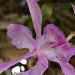 Profile Picture of Mariana Monroy Elizalde (@Mariana Monroy) on Flickr