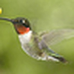 Profile Picture of Hummingbirdprayers (@hummingbirdprayers) on Flickr