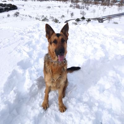 Profile Picture of Manuel Balderas (@ManuBalderas) on Twitter