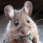 Profile Picture of Shawn Rodent (@shawnrodent) on Instagram