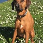 Profile Picture of Sonja Burkhalter (@burkhalter.sonja) on Instagram