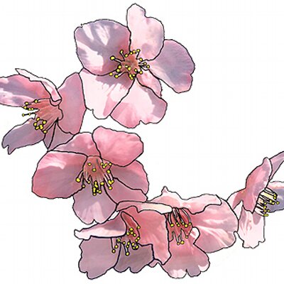 Profile Picture of J.C (@JasminTree66) on Twitter