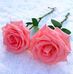 Profile Picture of Mona Ibrahim (@mona.ibrahim.9026040) on Facebook