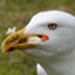 Profile Picture of John Nicholson (@nicholsonjohn) on Flickr