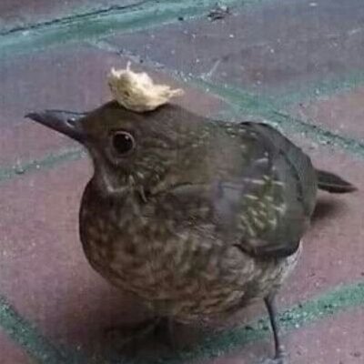 Profile Picture of Alec Bornstein (@TheFilthyGoose) on Twitter