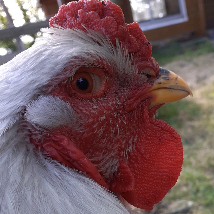 Profile Picture of nandino_2000 (@peter.der.hahn) on Tiktok