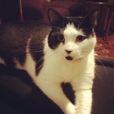 Profile Picture of Samuel Grimm (@VectorGrimm) on Twitter