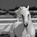 Profile Picture of robert (@rob_the_stallion) on Instagram