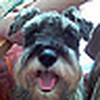 Profile Picture of Adam Poon (@Adam Poon2012) on Flickr
