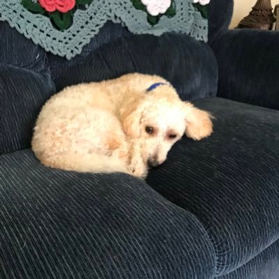 Profile Picture of Michael Carosella (@MichaelCarose10) on Twitter