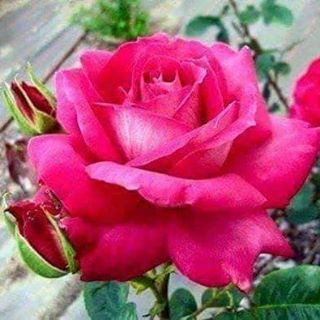 Profile Picture of Rose Real (@Rose-Real) on Facebook