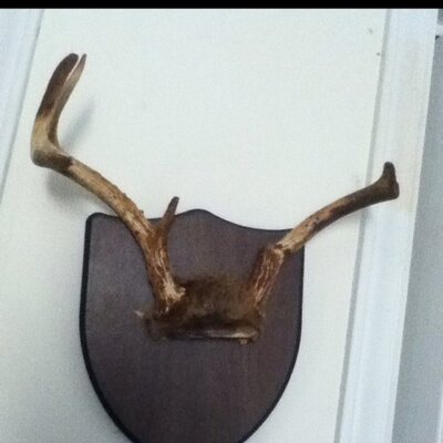 Profile Picture of Daniel Whitley (@iHuntBigDeere) on Twitter