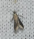 Profile Picture of Schreckensteinia erythriellaon Wikipedia
