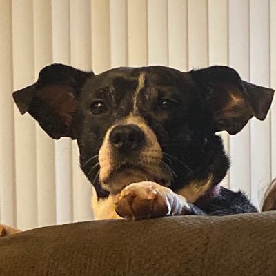 Profile Picture of Shawn Mohr (@ShawnMohr2) on Twitter