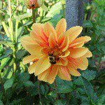 Ashby Glen Flowers - Instagram Profile Picture of Ashby Glen Flowers (@ashbyglenflowers) on Instagram