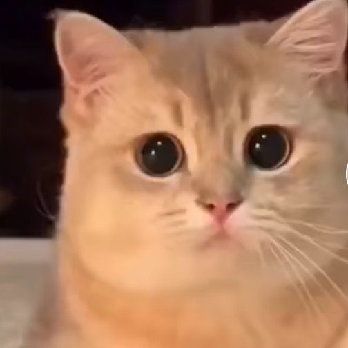 Profile Picture of matthewhayessxwzdrfn (@matthewhayessxwzdrfn) on Tiktok