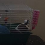 Profile Picture of Chris Digiacomo (@lion___fan) on Instagram