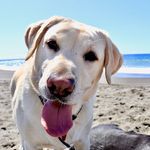 Profile Picture of Lucy “The Goose” O’Leary (@lucillethelazylab) on Instagram