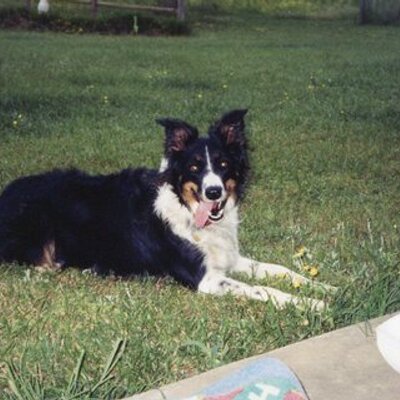 Profile Picture of Peggy Harkins (@harkins_p) on Twitter