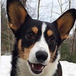 Profile Picture of Harvey, Sheshe, Able (@2bullies_and_a_corgi) on Instagram