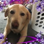 Profile Picture of French Frie Mcgee (@frenchfrie.mcgee.9) on Facebook