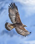 Profile Picture of Golden eagle - Wikipedia, the free encyclopediaon Wikipedia