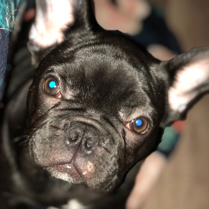 Profile Picture of Puppy_lover09 (@@brendafountaine) on Tiktok