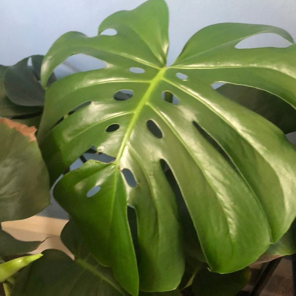 Profile Picture of Melissa Luczkiewicz (@mlucz79) on Poshmark