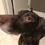 Profile Picture of Nick Ciapetta (@nciapetta) on Instagram