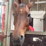 Profile Picture of Clara Jolene Schack Simonsen (@clara_and_gany) on Instagram