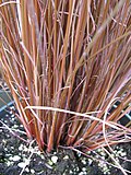 Profile Picture of Carex buchananiion Wikipedia