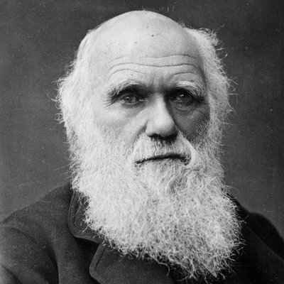 Profile Picture of Darwin_Day (@DarwinDayOwls) on Twitter