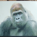 Profile Picture of Jerry (@sunshine gorilla) on Flickr