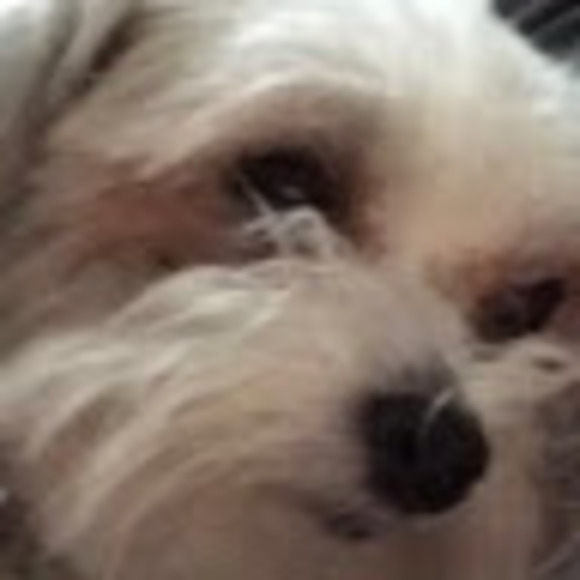 Profile Picture of Eli Pawlika (@elipawlika) on Poshmark