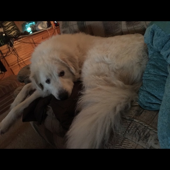 Profile Picture of Shelbi Heary (@sheary00) on Poshmark